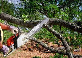 Best Commercial Tree Services  in Eden, TX